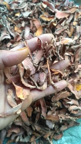 Kunyit segar dan kunyit rajang kering